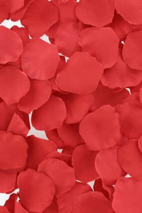 Alle Loverspremium Bed Of Roses Rose Petals Red