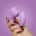 Unihorn - C Horse Marina Lilac - Purple