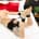 Sei Mio Hogtied and Satisfied Hog Tie and Cuff Set