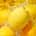 ROMP - Lemon Crush